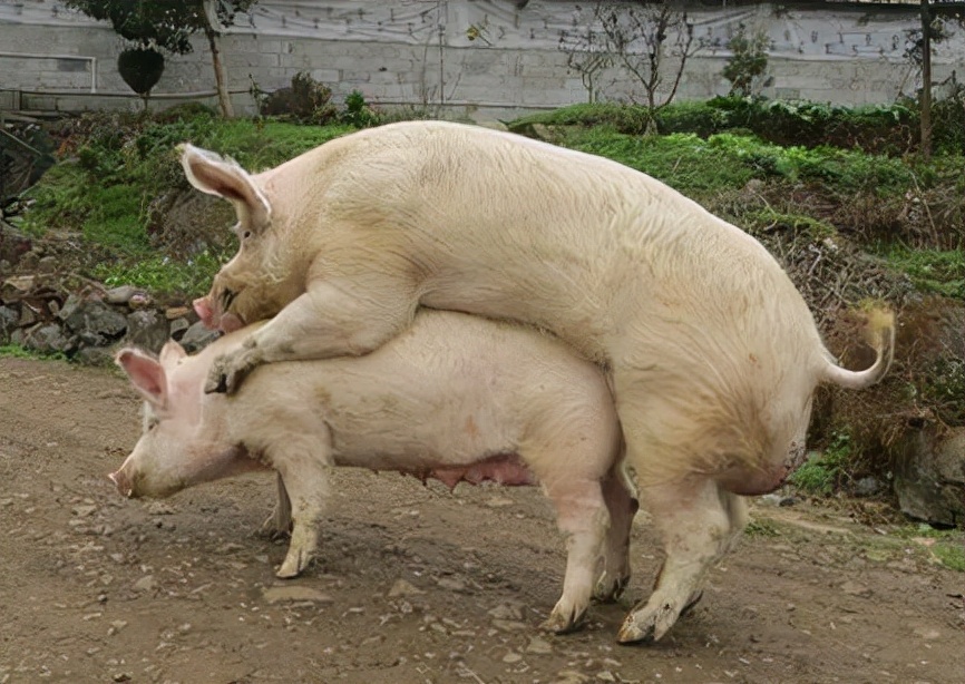 猪被拉走的搞笑图片图片